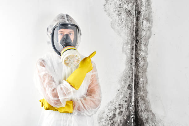 Mold Odor Removal Services in Laurel Bay, SC